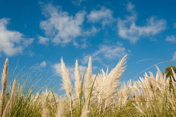 Obraz premium Pampas grass