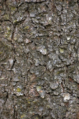 Vertical Grungy Bark Texture Background