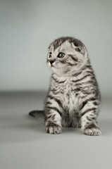 kitten