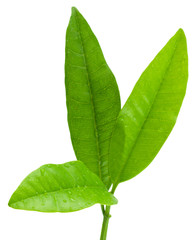 Obraz premium quatre-épices, Pimenta dioica