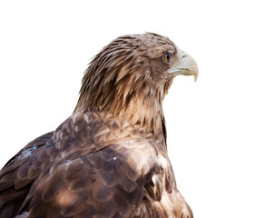 Head of white-tailed eagle