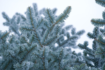 雪　冬　霧氷