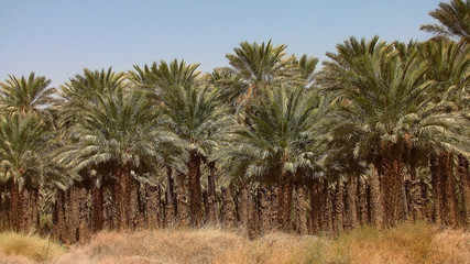 Fototapeta premium palm grove