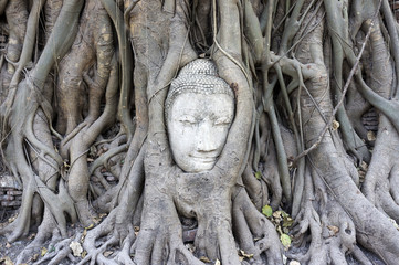 Sandstone Buddha Face are Covered by Tree