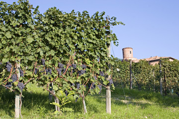 Fototapeta na wymiar View of a farm in the vineyards