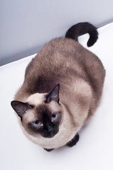Siamese cat Looking the camera