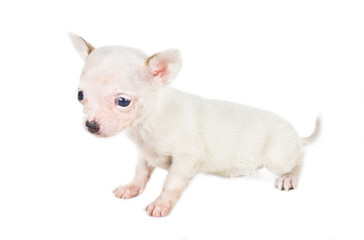 chihuahua puppy