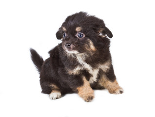Spitz puppy in front of white background . Pomeranian dog isolat