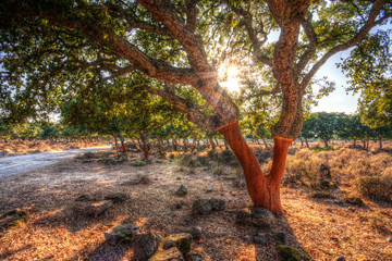 Albero di sughero