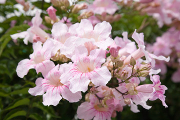 Fototapeta na wymiar large flower cluster of Pandorea Ricasoliana (pink tecoma, pink