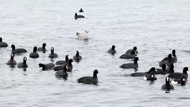 Black duck on sea waves, Pampean dive (Netta peposaca)