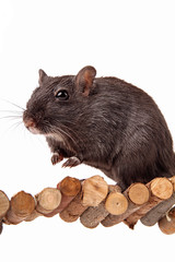 schwarzer Gerbil auf Weidenbrücke isoliert auf weiß