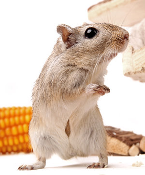 W&uuml;stenrennmaus mit Mais und Holz