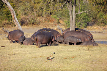 Hippo family with oxpecker birds, South Africa