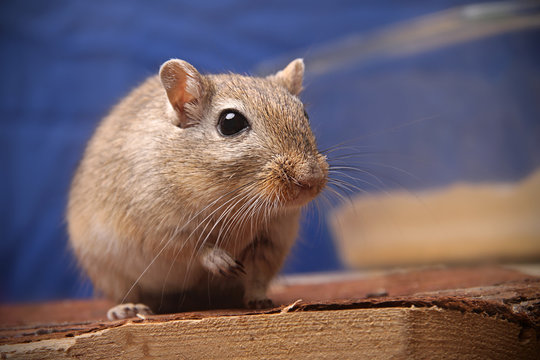 Gerbil im K&auml;fig auf Holzterasse mit Sandbecken im Hintergrund