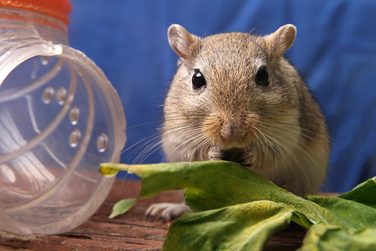 Maus im K&auml;fig mit Salat