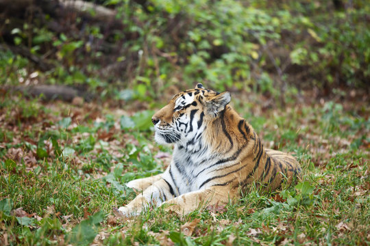 Photograph of a resting Siberian tiger