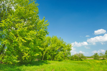 Fototapeta na wymiar Spring landscape with trees growing in the meadow