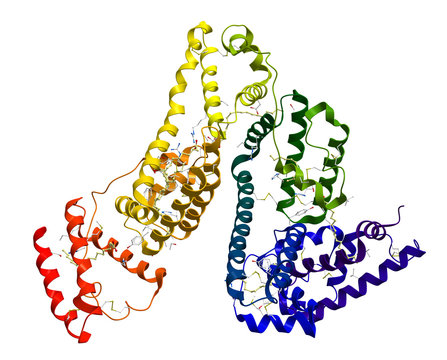 Serum albumin molecular structure