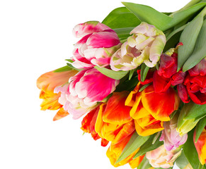 bouquet of fresh spring tulip flowers
