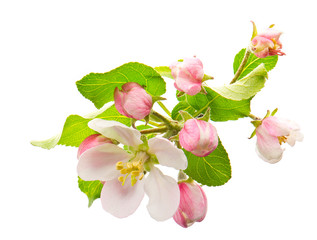 apple tree flowers. spring blossoms