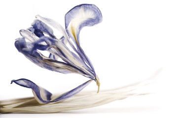 dried iris