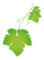 Feuille de vigne