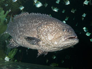 The Giant grouper (Epinephelus lanceolatus), brindle bass