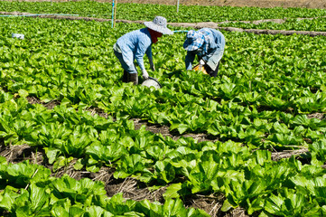 Field of fresh and tasty lettuce plantation