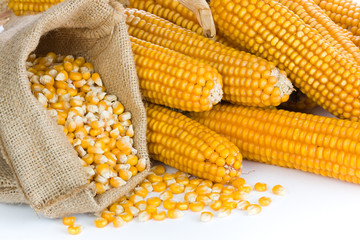 Ripe corn © airborne77
