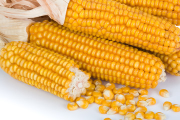 Ripe corn