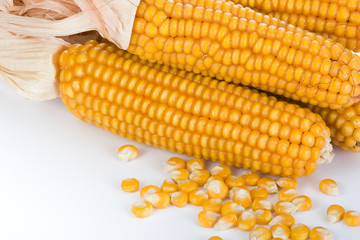 Ripe corn