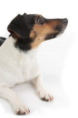 portrait chien Jack Russel terrier