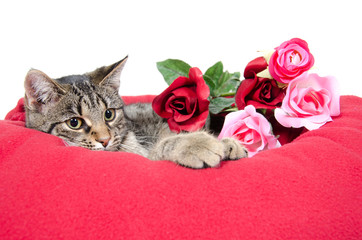 Cute cat and roses © Tony Campbell