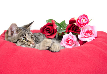 Cute cat and roses © Tony Campbell