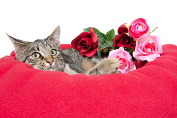 Cute cat and roses © Tony Campbell