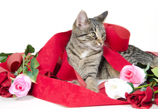 Cute cat and roses