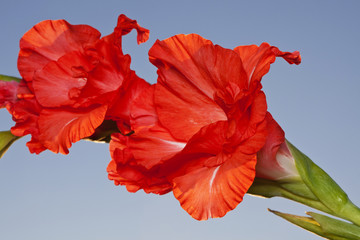 Flowers of a red gladiolus