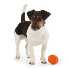 chien Jack Russel terrier jouant avec une balle