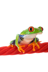 Colorful Red Eyed Tree frog on a licorice rope
