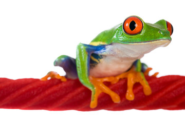 Colorful Red Eyed Tree frog on a licorice rope