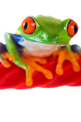 Fototapeta premium Colorful Red Eyed Tree frog on a licorice rope
