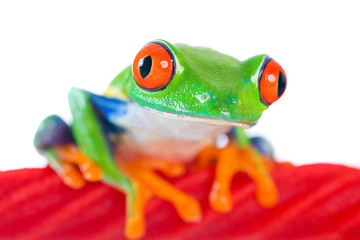 Red Eyed Tree Frog on a red licorice rope