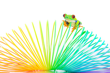 Red eyed Tree Frog on a colorful spring toy