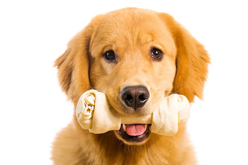 Golden Retriever with a bone in his mouth