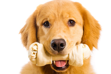 Happy Golden Retriever Dog eating a Rawhide Bone
