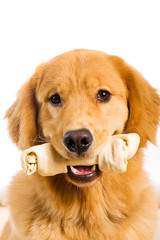 Golden Retriever Dog with a Rawhide Chew bone