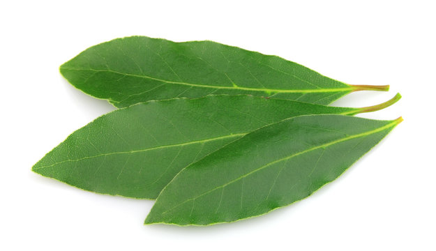 Fresh and green bay leaf