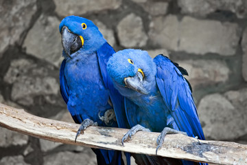 Couple of beautiful Blue and yellow macaws