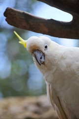 White and Yellow crested Cockatoo